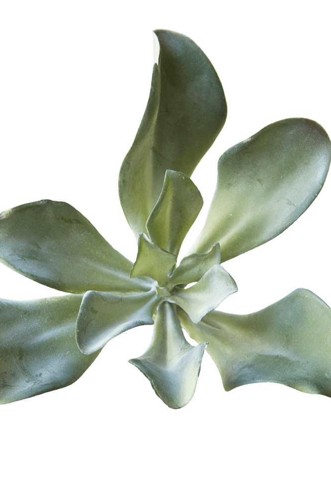 Succulents Fake Faux Lifelike Decorative Things - Chive Ceramics Studio - Tools & Accessories - Chive US