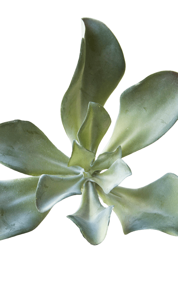 Succulents Fake Faux Lifelike Decorative Things - Chive Ceramics Studio - Tools & Accessories - Chive US