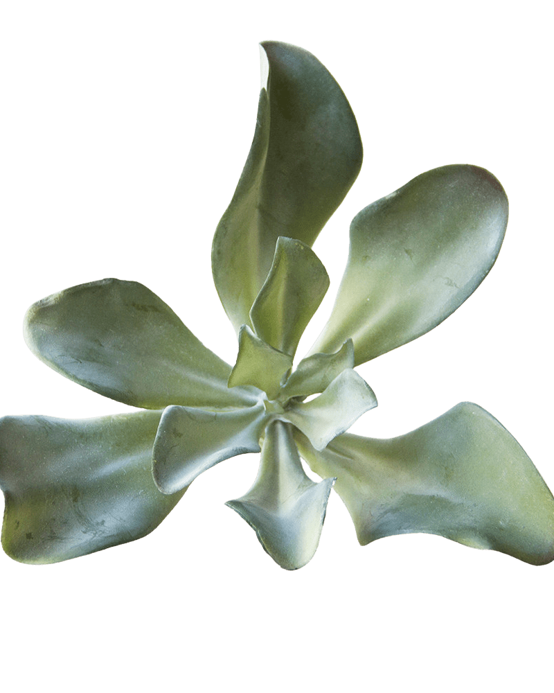 Succulents Fake Faux Lifelike Decorative Things - Chive Ceramics Studio - Tools & Accessories - Chive US