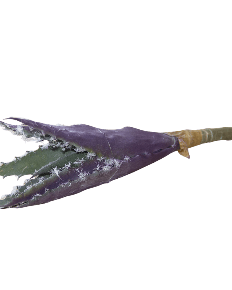 Succulents Fake Faux Lifelike Decorative Things - Chive Ceramics Studio - Tools & Accessories - Chive US