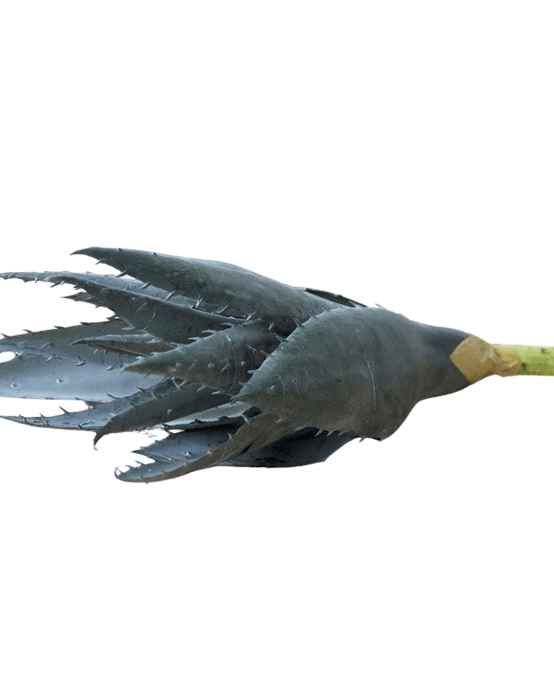 Succulents Fake Faux Lifelike Decorative Things - Chive Ceramics Studio - Tools & Accessories - Chive US