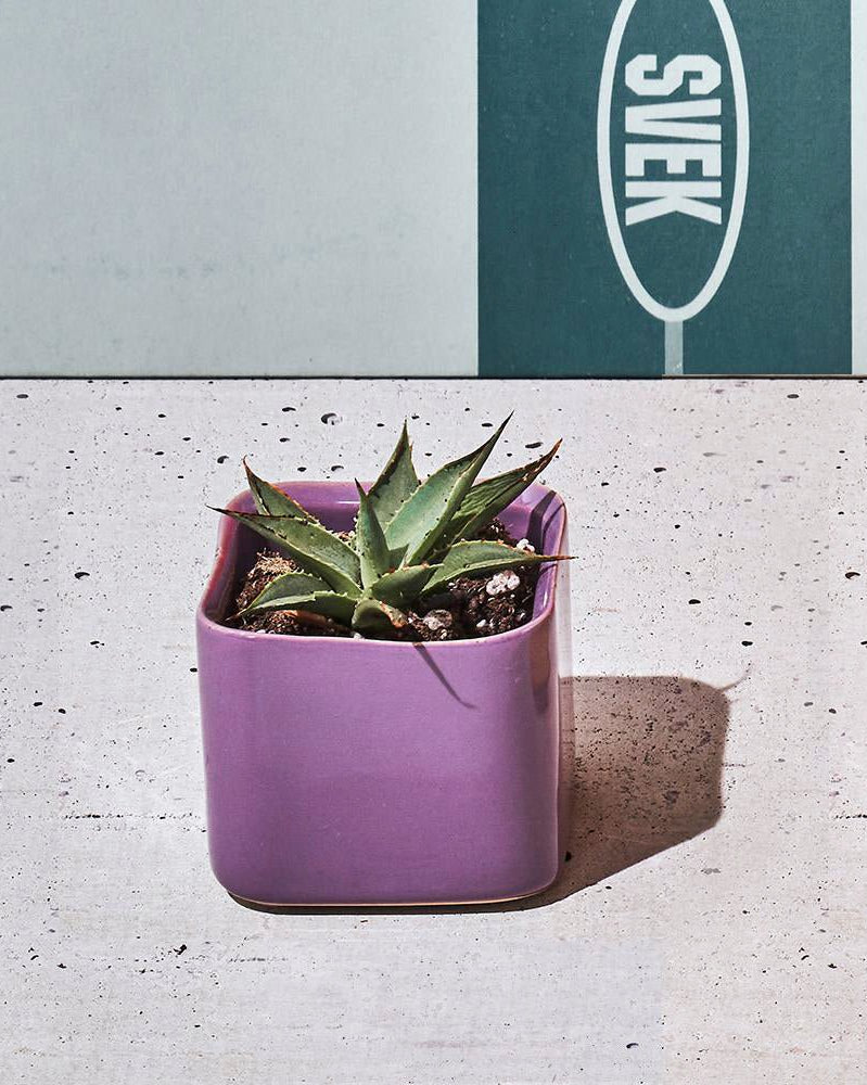 Svek Ceramic Indoor Succulent Pot - Chive Ceramics Studio - Pots - Chive Ceramics Studio