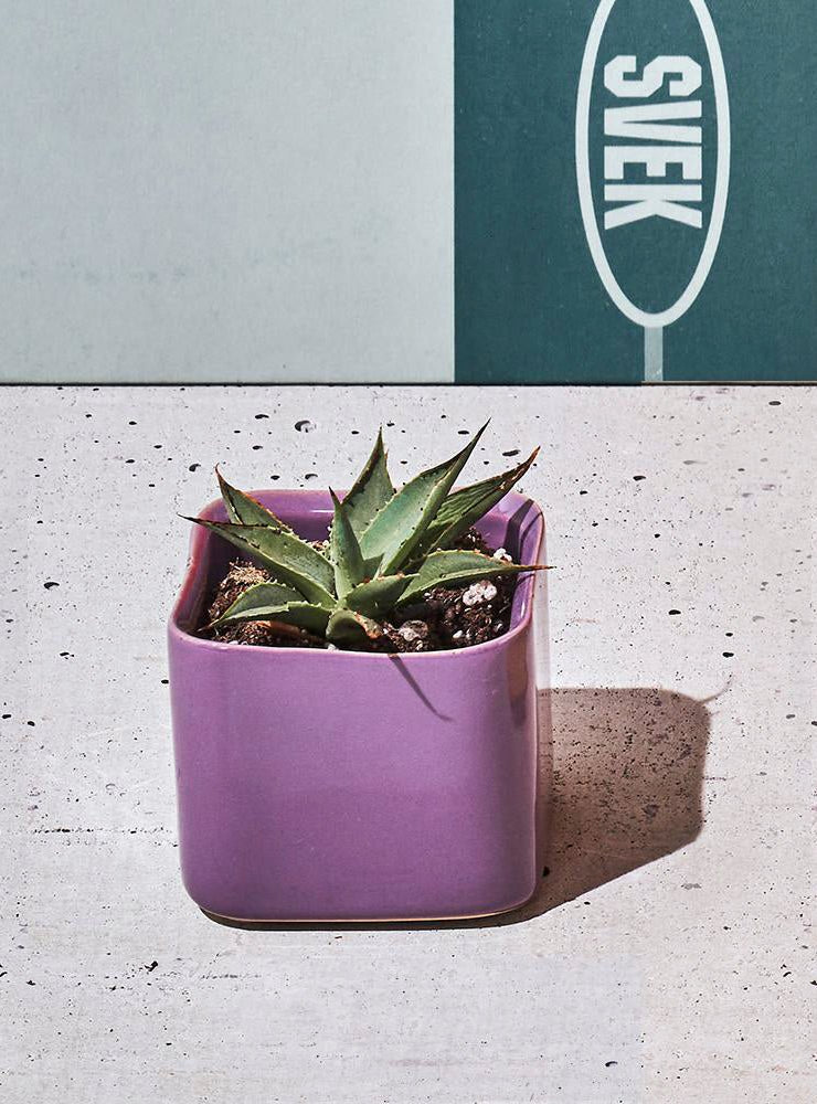 Svek Ceramic Indoor Succulent Pot - Chive Ceramics Studio - Pots - Chive Ceramics Studio