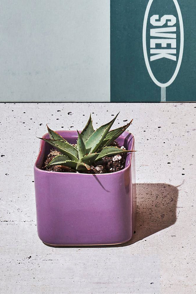 Svek Ceramic Indoor Succulent Pot - Chive Ceramics Studio - Pots - Chive Ceramics Studio