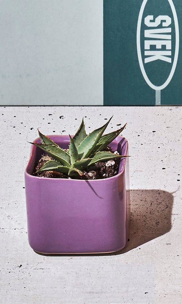 Svek Ceramic Indoor Succulent Pot - Chive Ceramics Studio - Pots - Chive Ceramics Studio