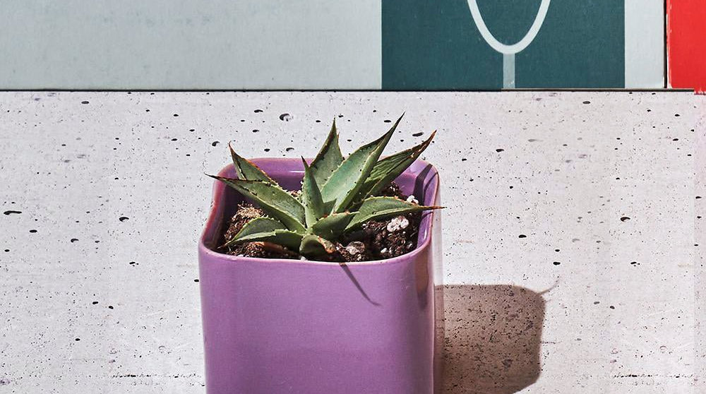 Svek Ceramic Indoor Succulent Pot - Chive Ceramics Studio - Pots - Chive Ceramics Studio