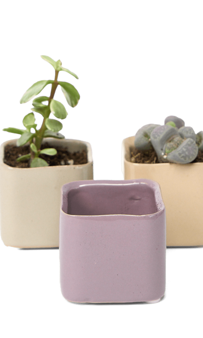 Svek Ceramic Indoor Succulent Pot - Chive Ceramics Studio - Pots - Chive Ceramics Studio
