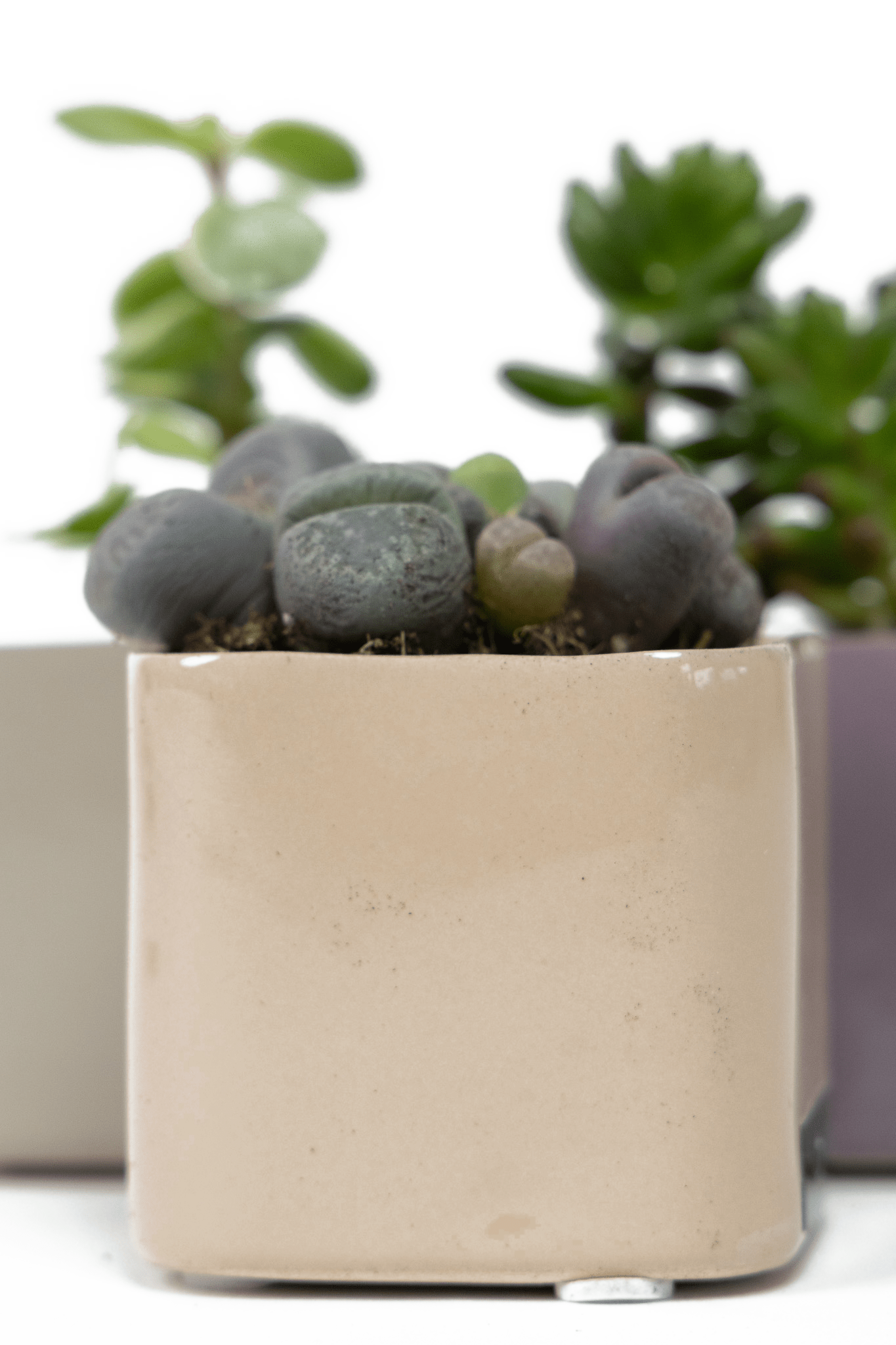 Svek Ceramic Indoor Succulent Pot - Chive Ceramics Studio - Pots - Chive Ceramics Studio