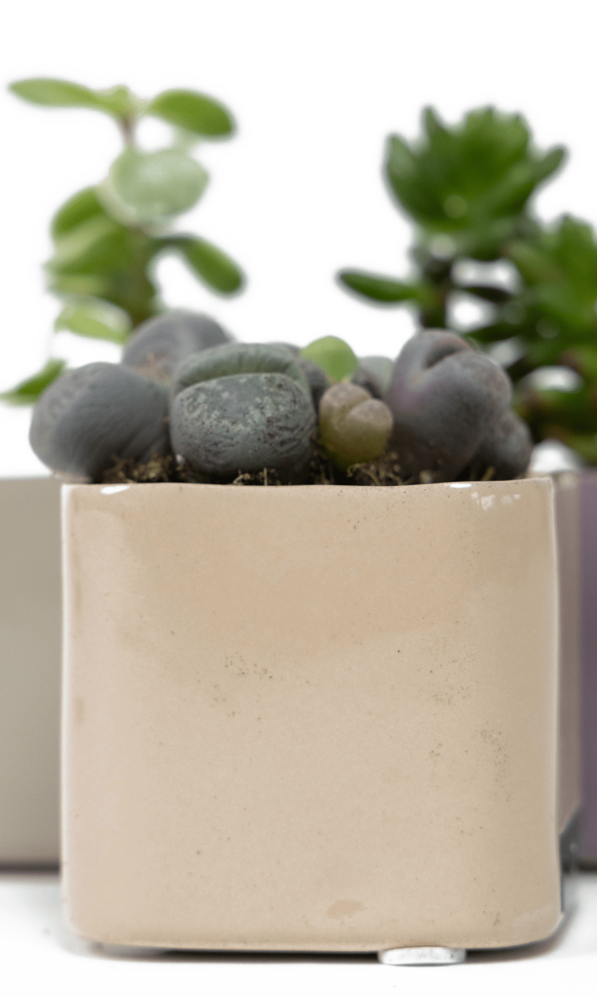 Svek Ceramic Indoor Succulent Pot - Chive Ceramics Studio - Pots - Chive Ceramics Studio