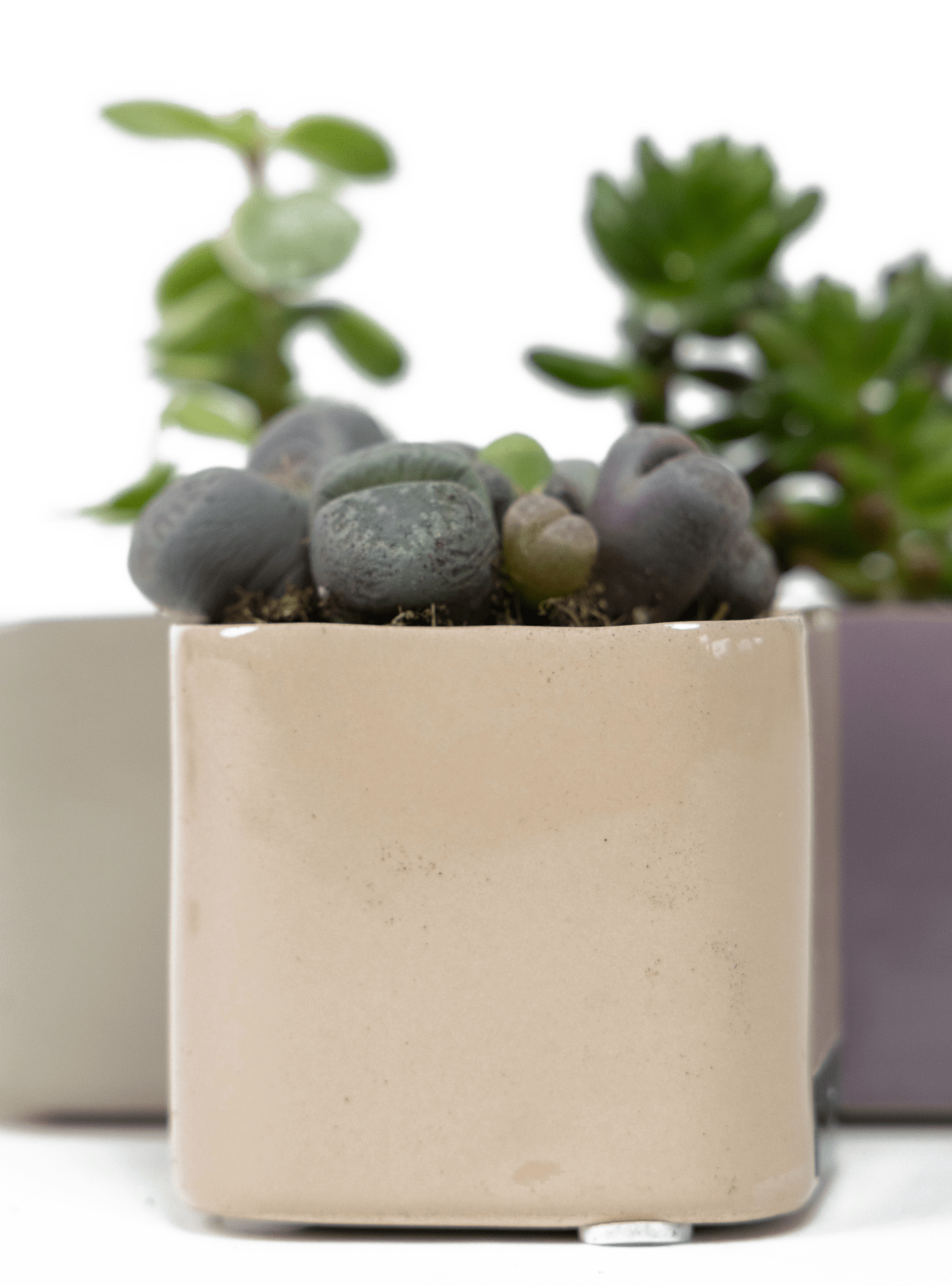 Svek Ceramic Indoor Succulent Pot - Chive Ceramics Studio - Pots - Chive Ceramics Studio
