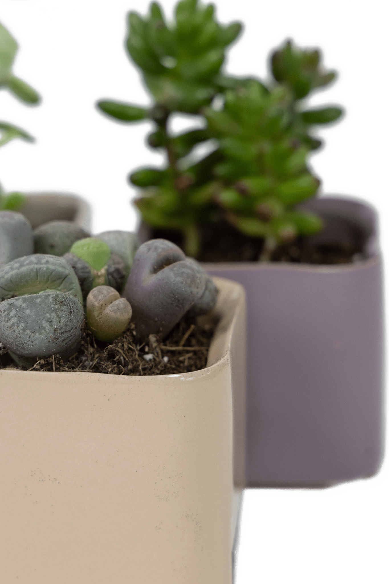 Svek Ceramic Indoor Succulent Pot - Chive Ceramics Studio - Pots - Chive Ceramics Studio
