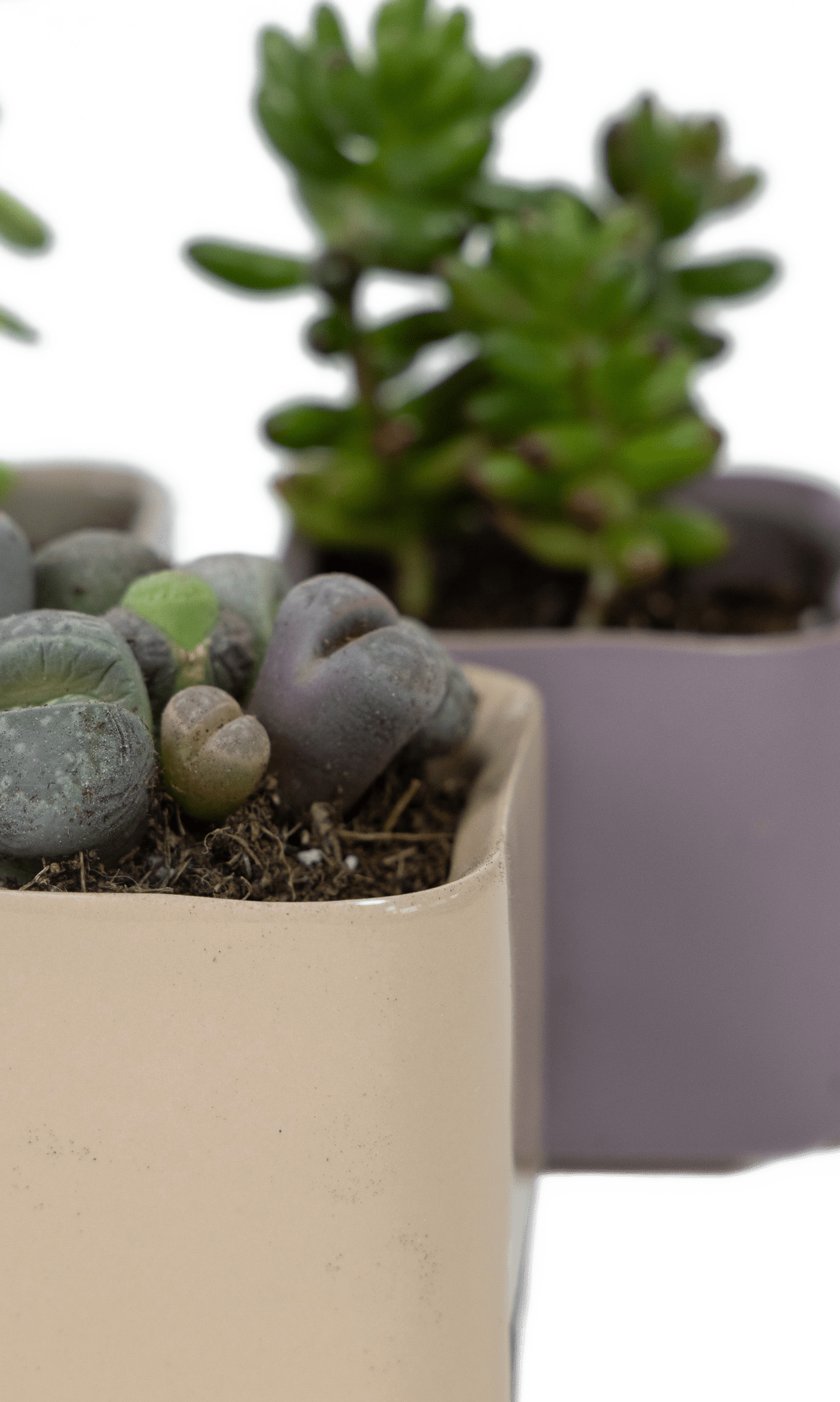 Svek Ceramic Indoor Succulent Pot - Chive Ceramics Studio - Pots - Chive Ceramics Studio