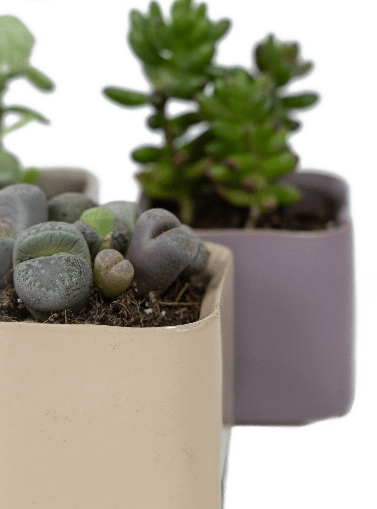 Svek Ceramic Indoor Succulent Pot - Chive Ceramics Studio - Pots - Chive Ceramics Studio