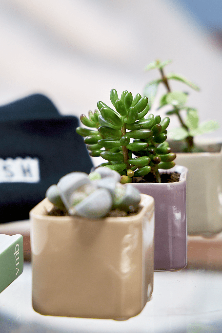 Svek Ceramic Indoor Succulent Pot - Chive Ceramics Studio - Pots - Chive Ceramics Studio