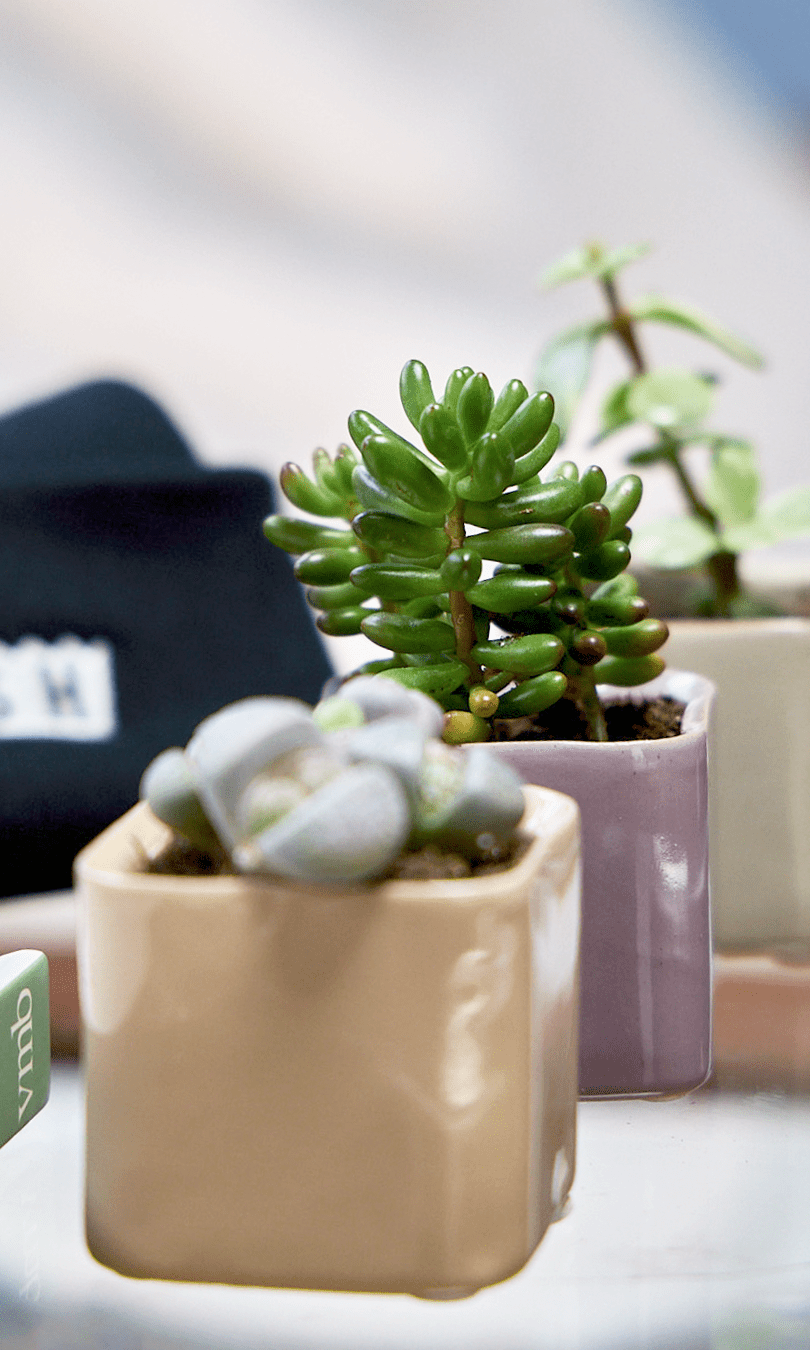 Svek Ceramic Indoor Succulent Pot - Chive Ceramics Studio - Pots - Chive Ceramics Studio