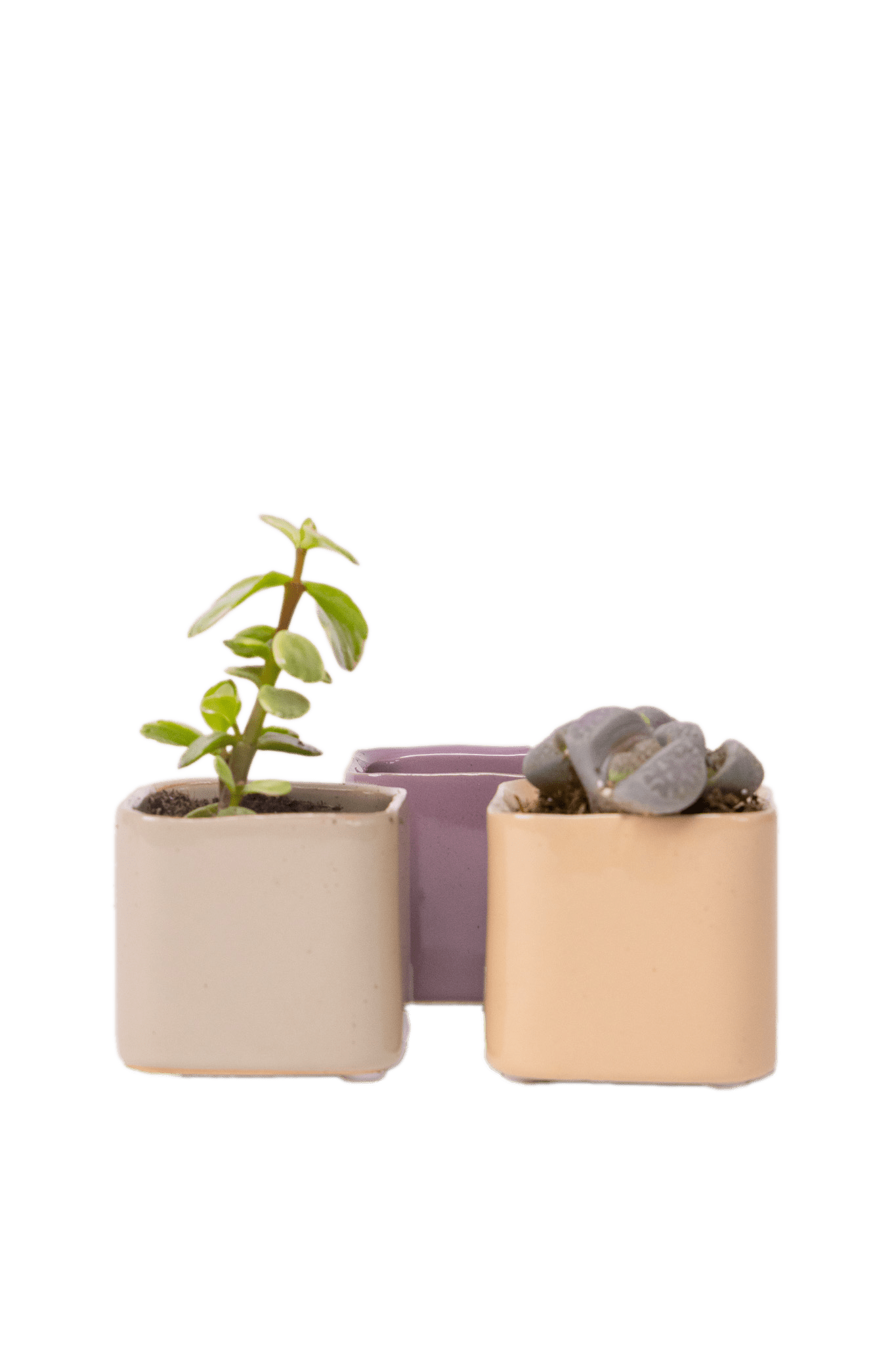 Svek Ceramic Indoor Succulent Pot - Chive Ceramics Studio - Pots - Chive Ceramics Studio