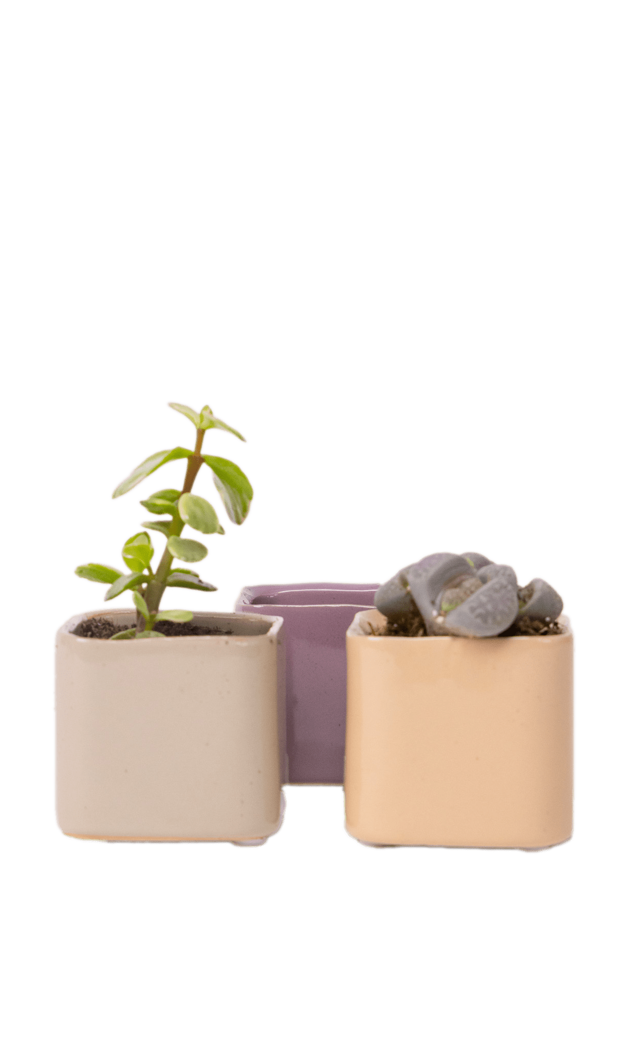 Svek Ceramic Indoor Succulent Pot - Chive Ceramics Studio - Pots - Chive Ceramics Studio