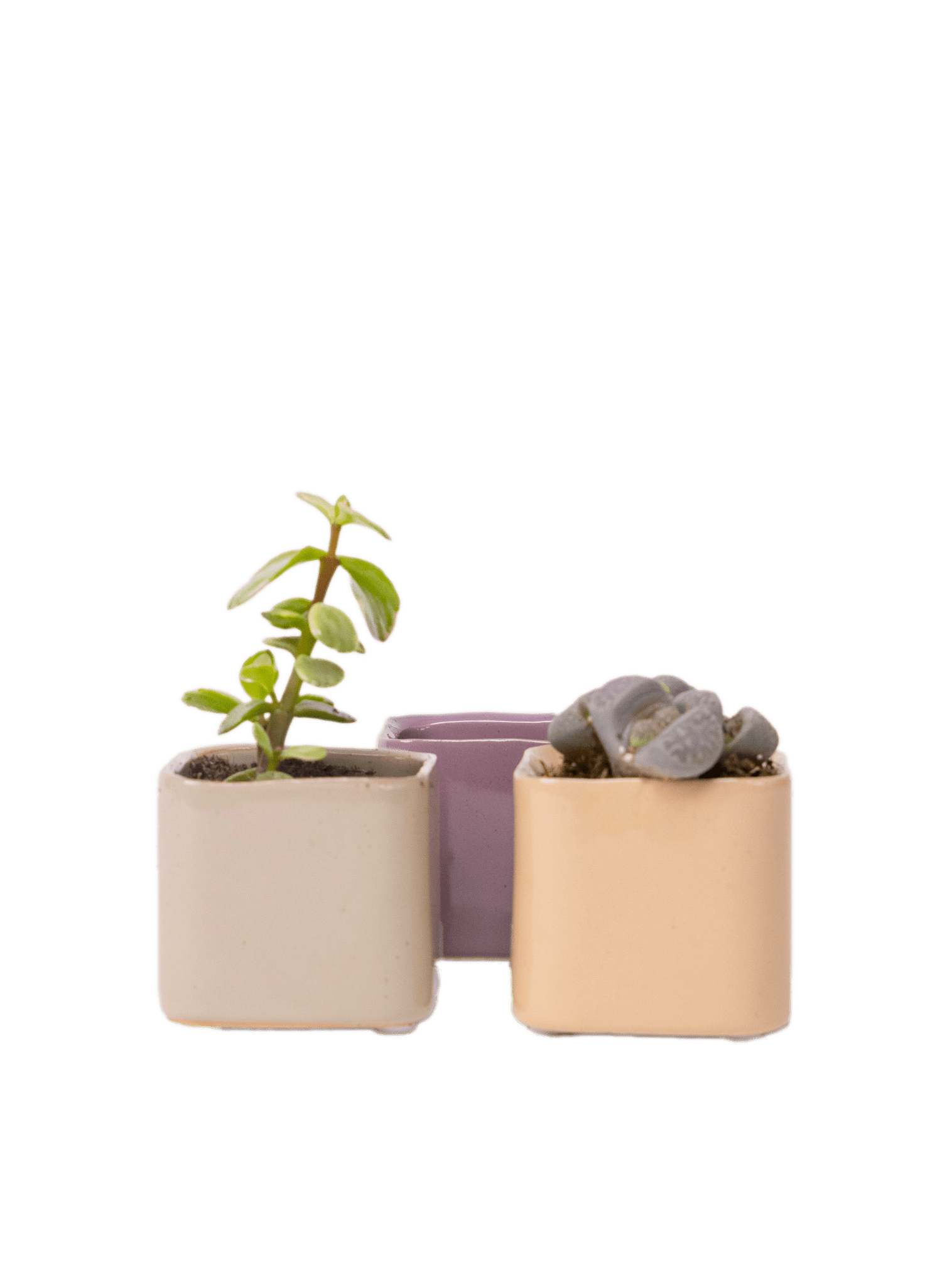 Svek Ceramic Indoor Succulent Pot - Chive Ceramics Studio - Pots - Chive Ceramics Studio