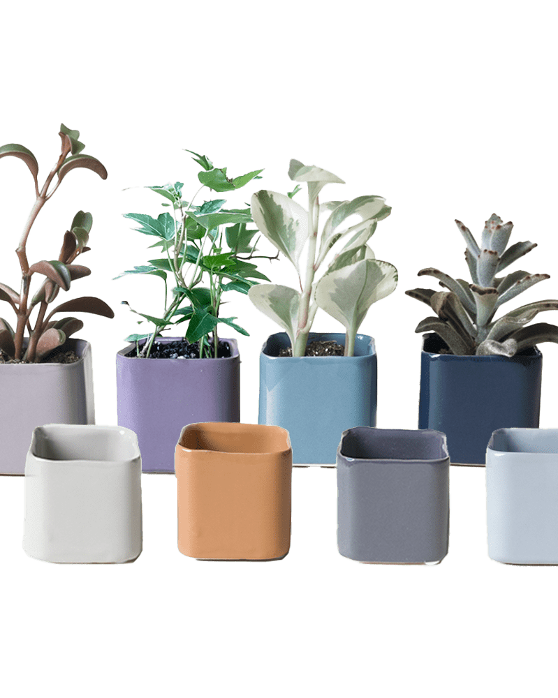 Svek Ceramic Indoor Succulent Pot - Chive Ceramics Studio - Pots - Chive Ceramics Studio