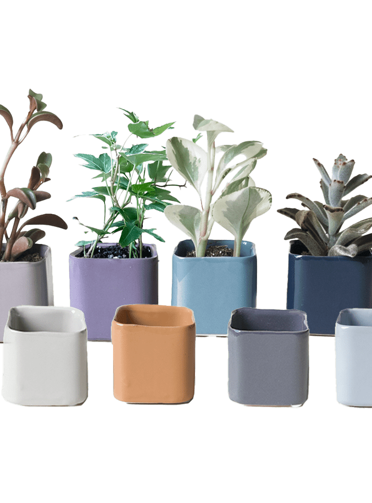 Svek Ceramic Indoor Succulent Pot - Chive Ceramics Studio - Pots - Chive Ceramics Studio