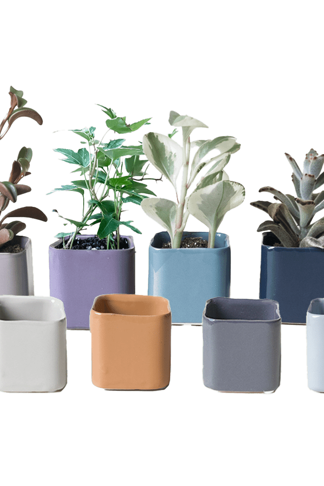 Svek Ceramic Indoor Succulent Pot - Chive Ceramics Studio - Pots - Chive Ceramics Studio