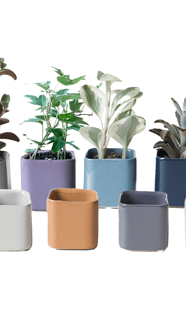 Svek Ceramic Indoor Succulent Pot - Chive Ceramics Studio - Pots - Chive Ceramics Studio