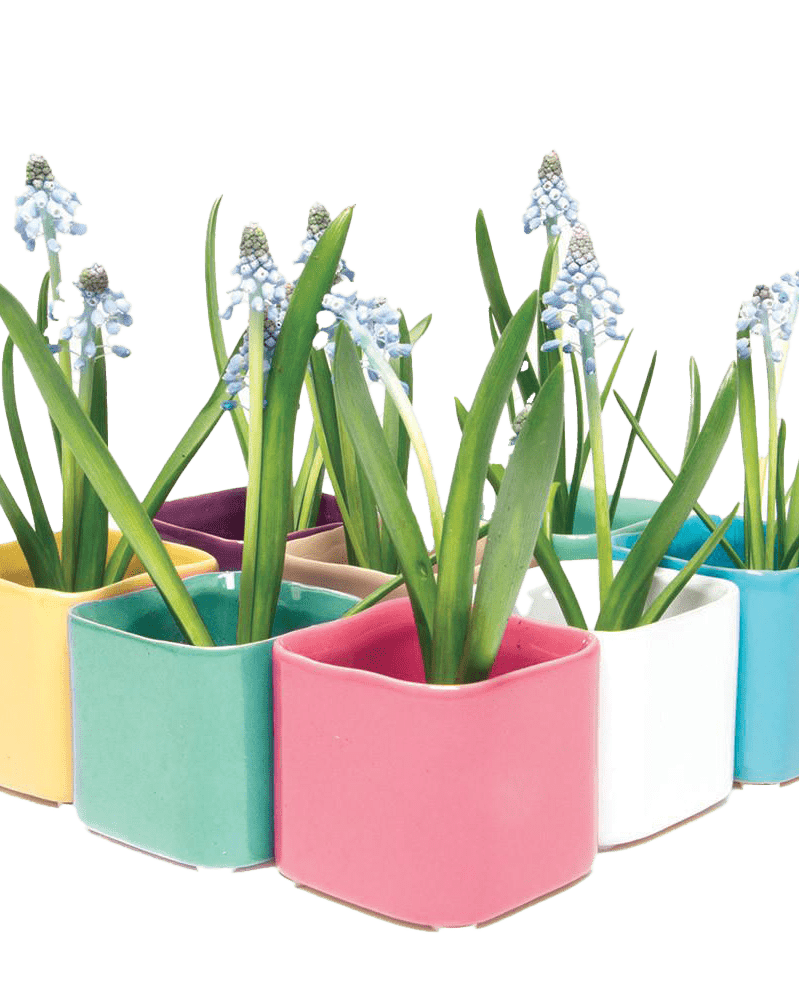 Svek Ceramic Indoor Succulent Pot - Chive Ceramics Studio - Pots - Chive Ceramics Studio