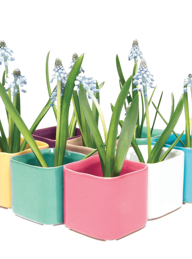 Svek Ceramic Indoor Succulent Pot - Chive Ceramics Studio - Pots - Chive Ceramics Studio