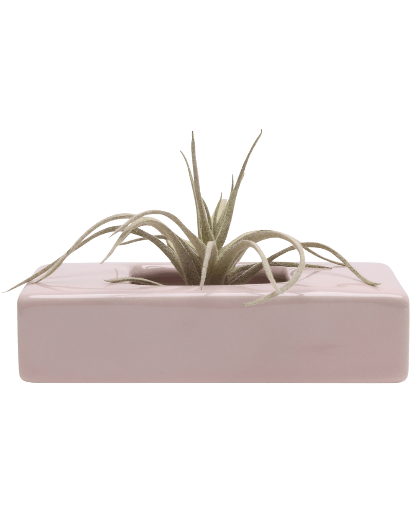 Swayzak Ceramic Dish For Ikebana Kenzans - Chive Ceramics Studio - Tools & Accessories - Chive US