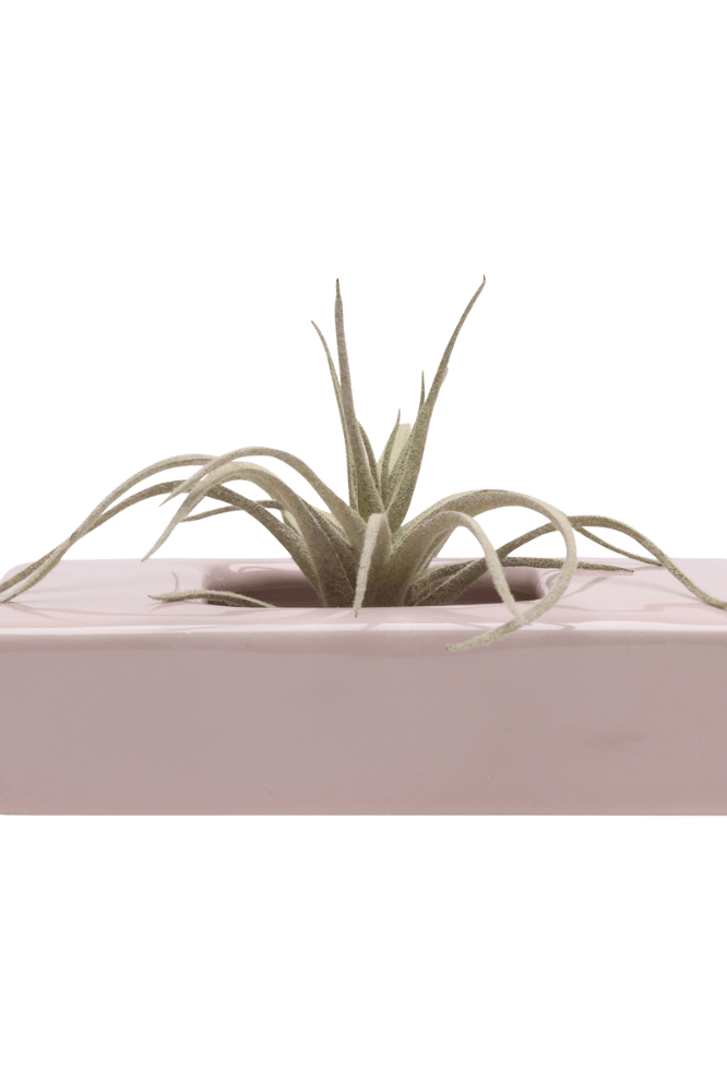 Swayzak Ceramic Dish For Ikebana Kenzans - Chive Ceramics Studio - Tools & Accessories - Chive US