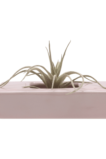 Swayzak Ceramic Dish For Ikebana Kenzans - Chive Ceramics Studio - Tools & Accessories - Chive US