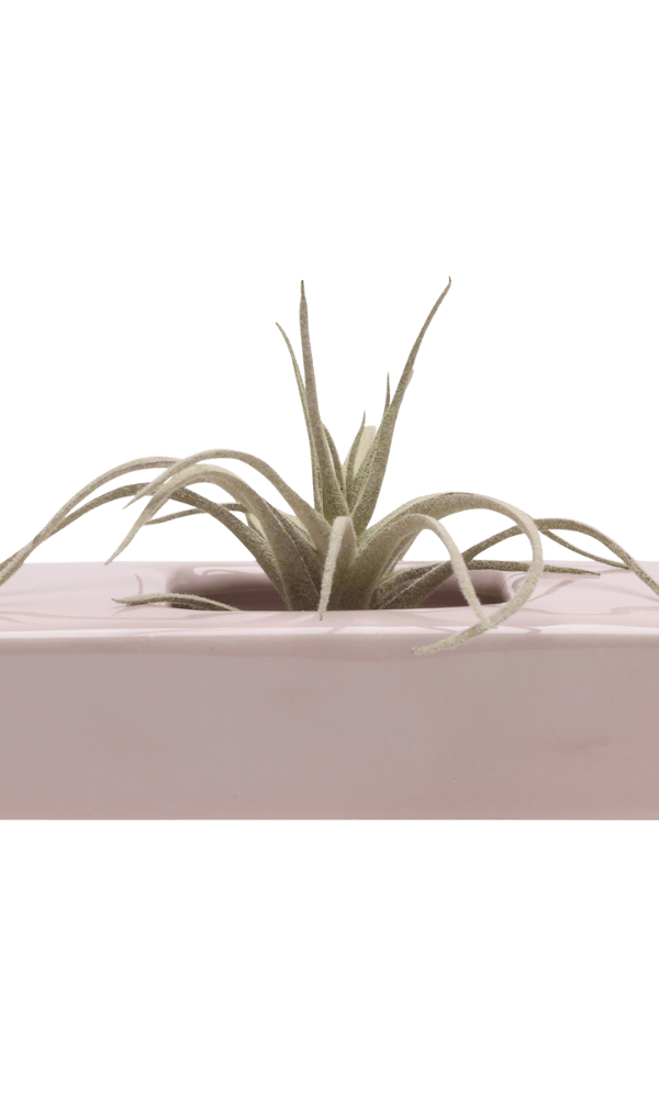 Swayzak Ceramic Dish For Ikebana Kenzans - Chive Ceramics Studio - Tools & Accessories - Chive US