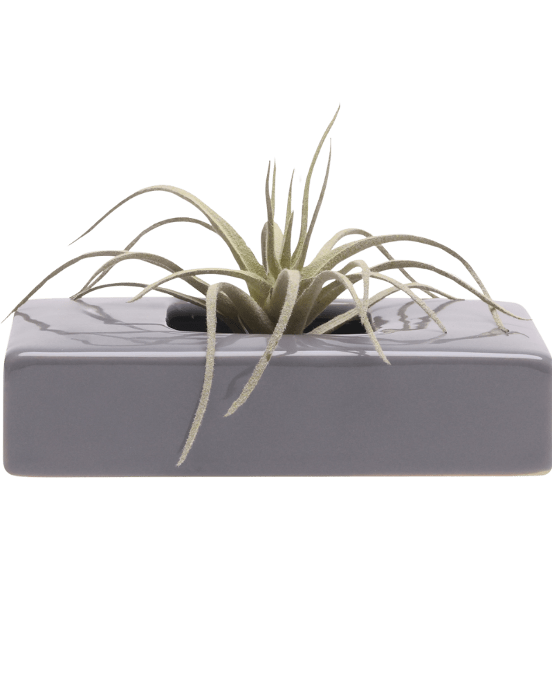Swayzak Ceramic Dish For Ikebana Kenzans - Chive Ceramics Studio - Tools & Accessories - Chive US