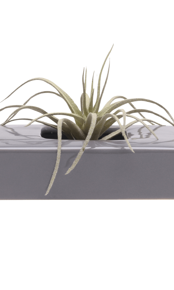 Swayzak Ceramic Dish For Ikebana Kenzans - Chive Ceramics Studio - Tools & Accessories - Chive US