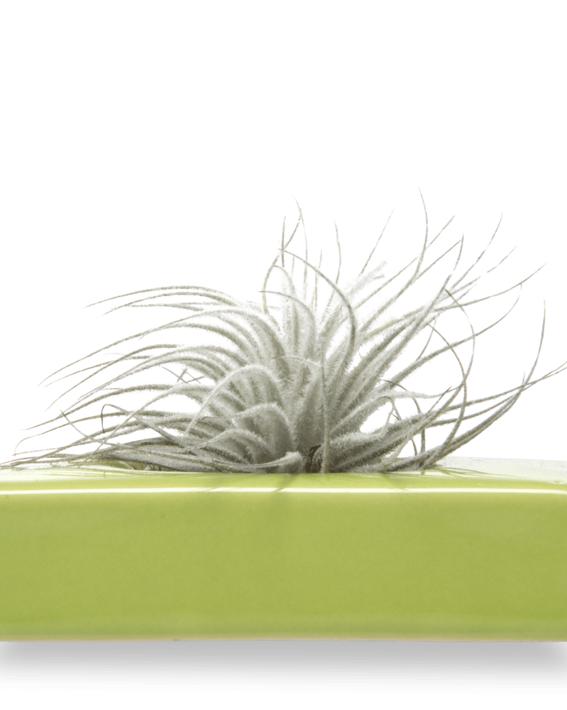 Swayzak Ceramic Dish For Ikebana Kenzans - Chive Ceramics Studio - Tools & Accessories - Chive US