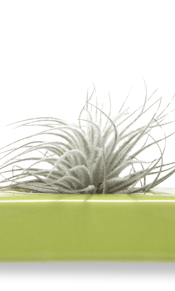 Swayzak Ceramic Dish For Ikebana Kenzans - Chive Ceramics Studio - Tools & Accessories - Chive US