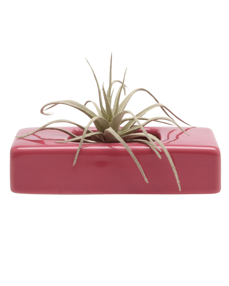 Swayzak Ceramic Dish For Ikebana Kenzans - Chive Ceramics Studio - Tools & Accessories - Chive US