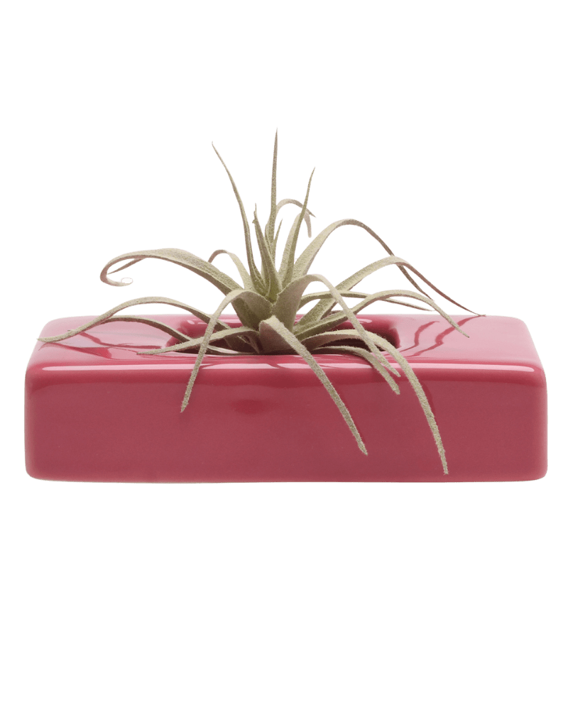 Swayzak Ceramic Dish For Ikebana Kenzans - Chive Ceramics Studio - Tools & Accessories - Chive US