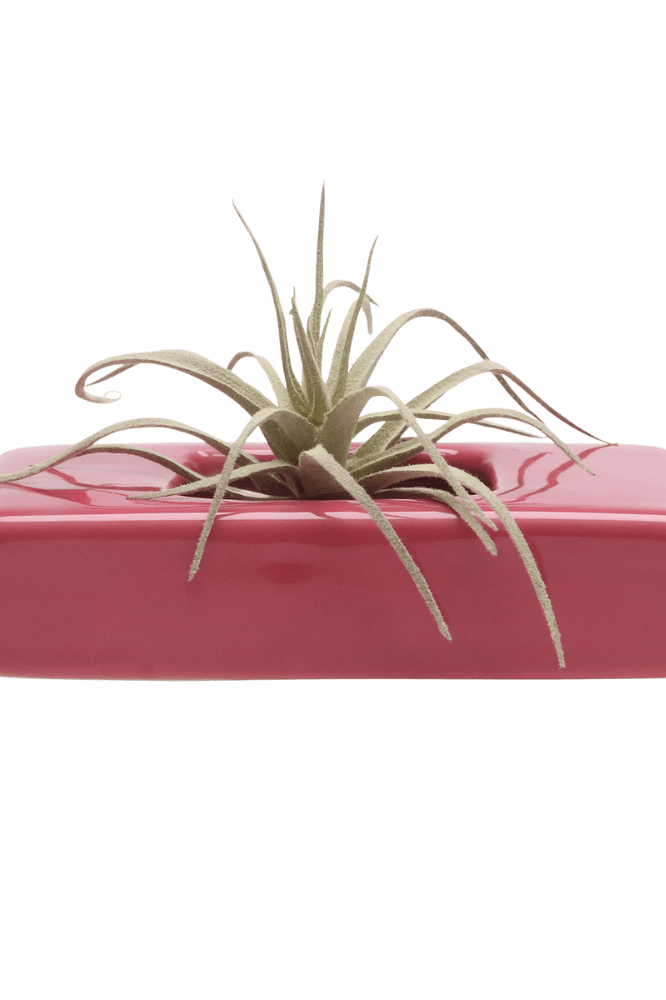 Swayzak Ceramic Dish For Ikebana Kenzans - Chive Ceramics Studio - Tools & Accessories - Chive US