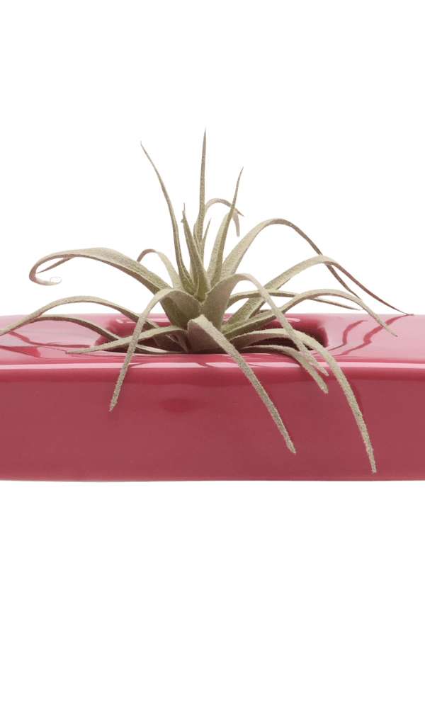 Swayzak Ceramic Dish For Ikebana Kenzans - Chive Ceramics Studio - Tools & Accessories - Chive US