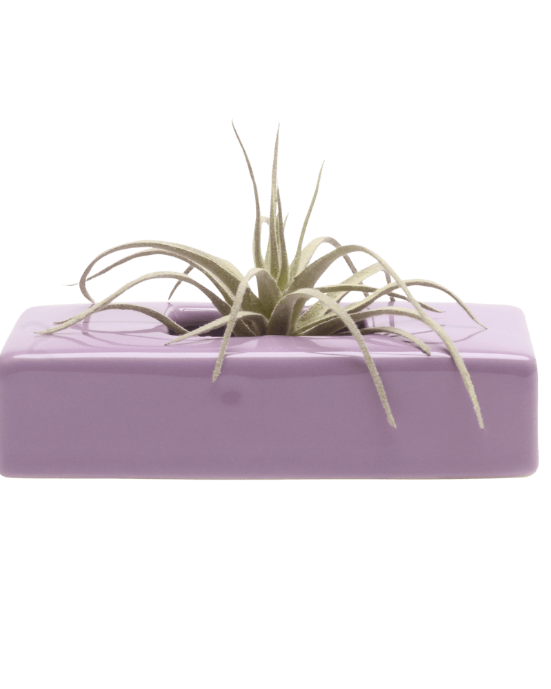 Swayzak Ceramic Dish For Ikebana Kenzans - Chive Ceramics Studio - Tools & Accessories - Chive US