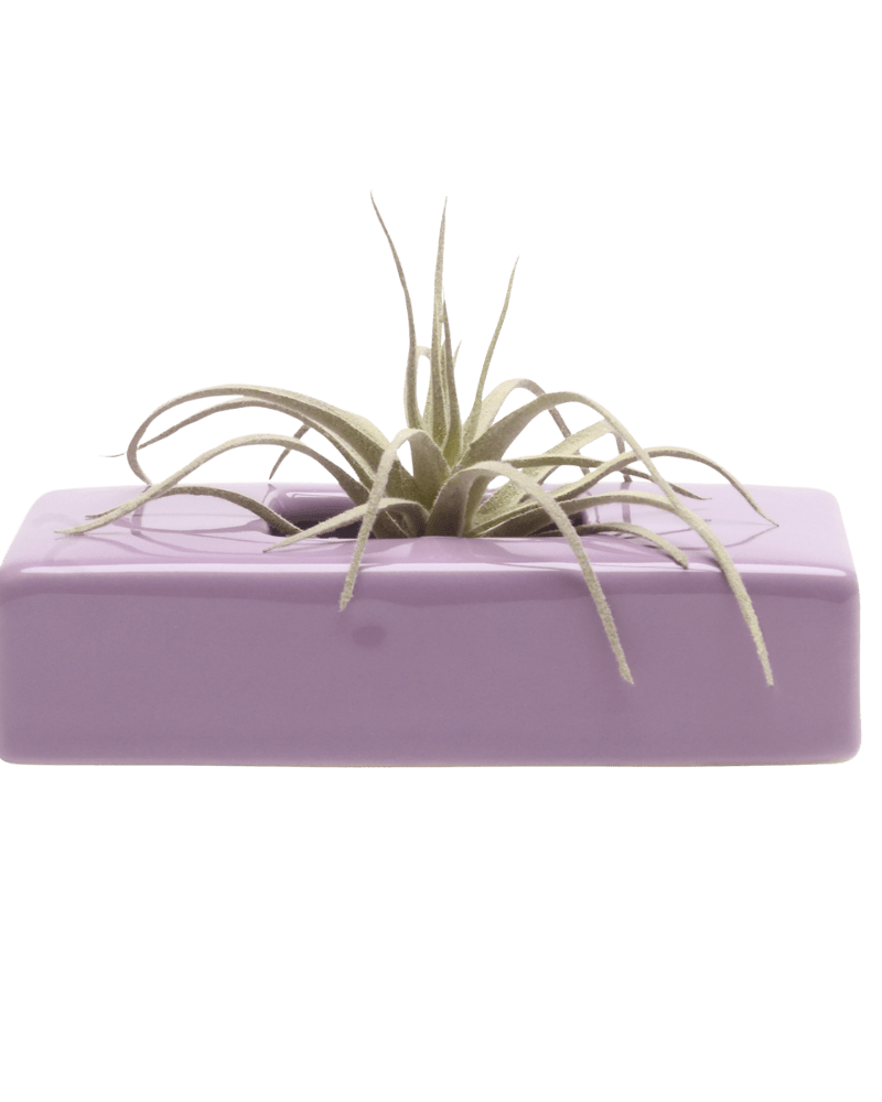 Swayzak Ceramic Dish For Ikebana Kenzans - Chive Ceramics Studio - Tools & Accessories - Chive US