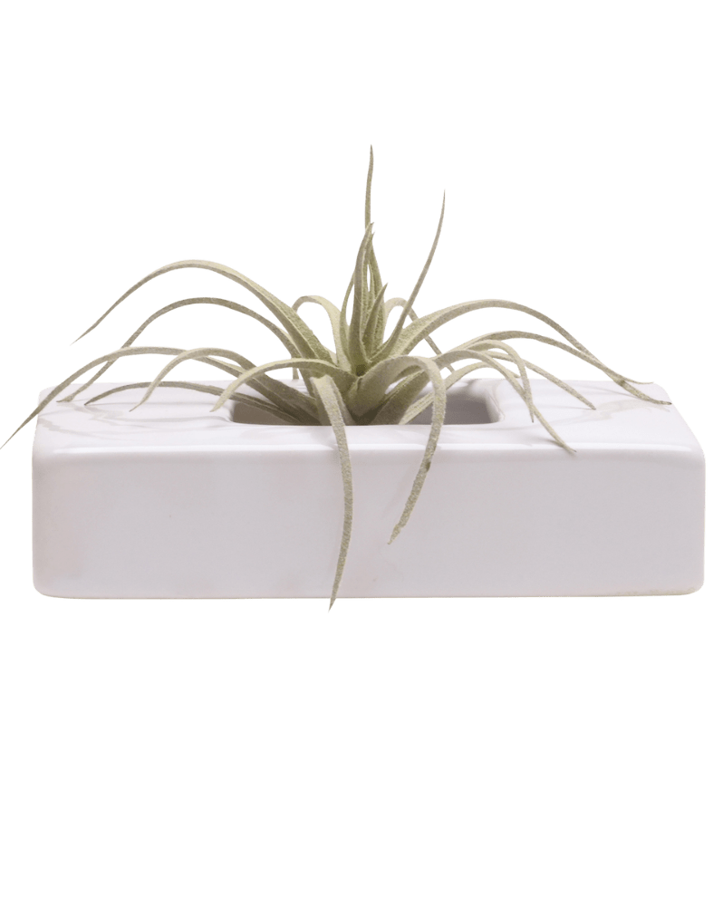 Swayzak Ceramic Dish For Ikebana Kenzans - Chive Ceramics Studio - Tools & Accessories - Chive US
