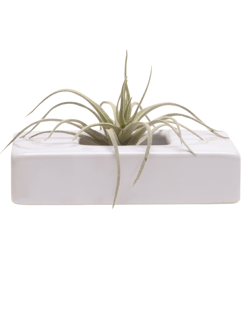 Swayzak Ceramic Dish For Ikebana Kenzans - Chive Ceramics Studio - Tools & Accessories - Chive US