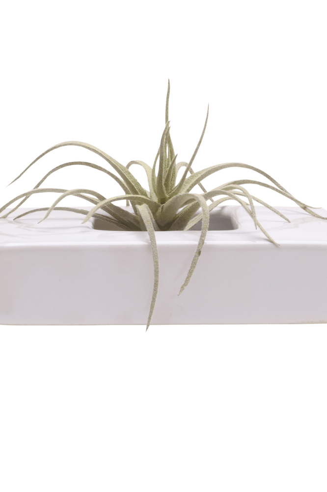 Swayzak Ceramic Dish For Ikebana Kenzans - Chive Ceramics Studio - Tools & Accessories - Chive US