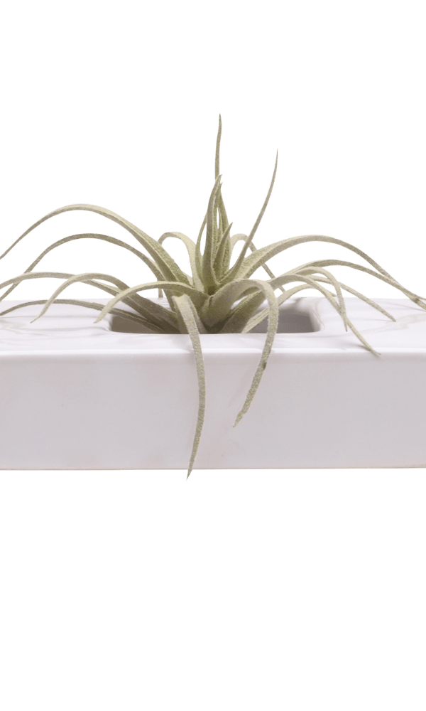 Swayzak Ceramic Dish For Ikebana Kenzans - Chive Ceramics Studio - Tools & Accessories - Chive US