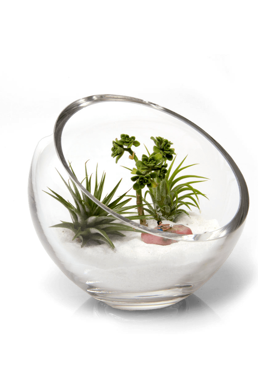 Terrarium Bowl Glass Succulent Garden - Chive Ceramics Studio - Terrariums - Chive US