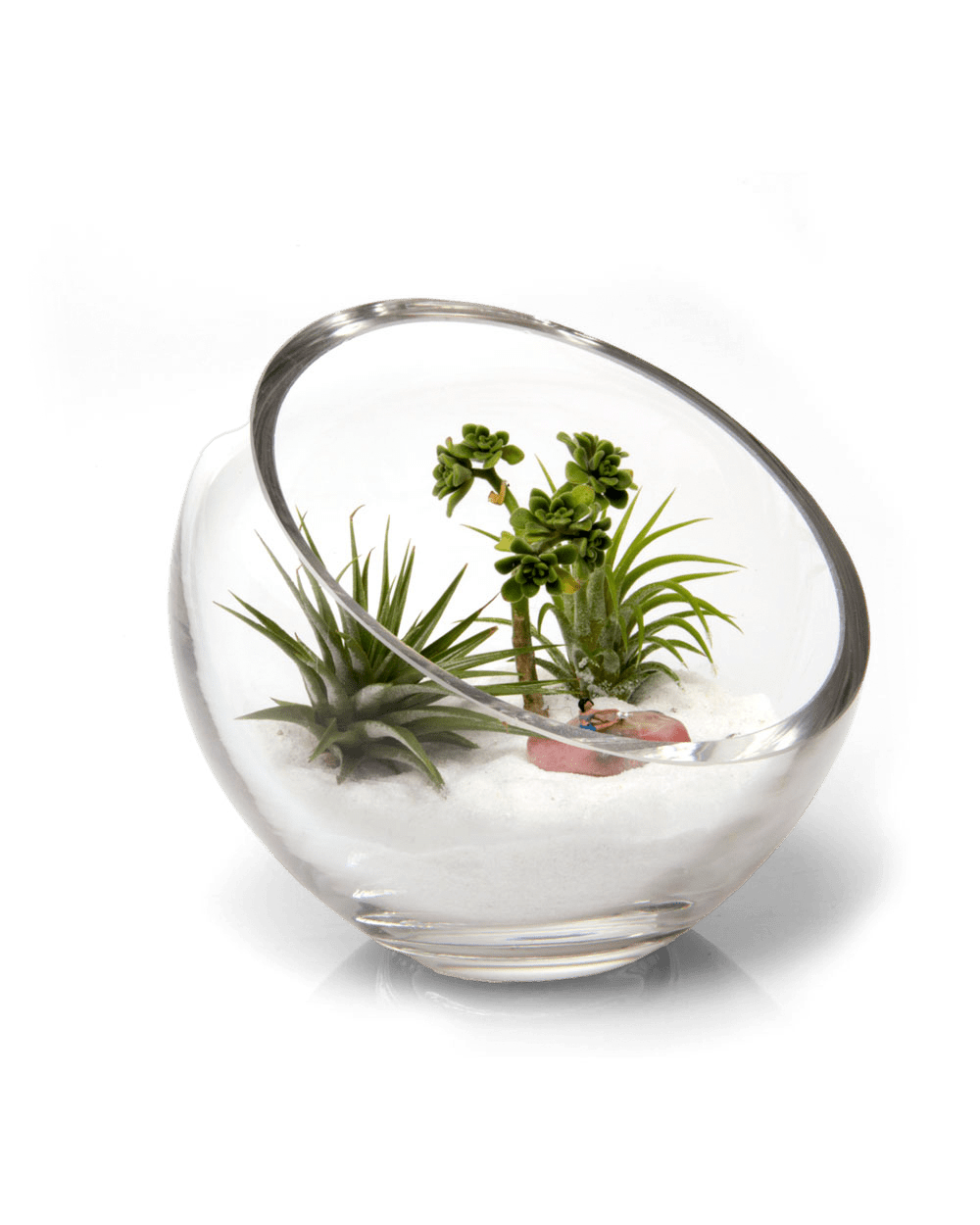 Terrarium Bowl Glass Succulent Garden - Chive Ceramics Studio - Terrariums - Chive US
