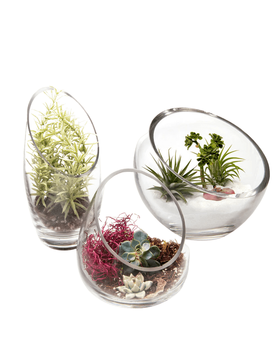 Terrarium Bowl Glass Succulent Garden - Chive Ceramics Studio - Terrariums - Chive US