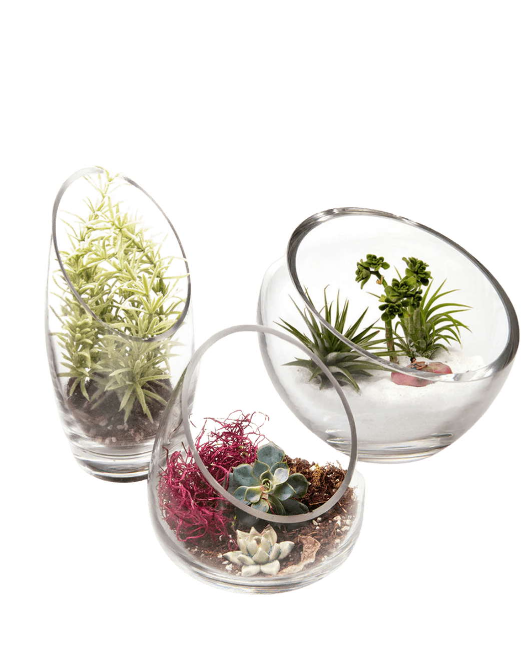 Terrarium Bowl Glass Succulent Garden - Chive Ceramics Studio - Terrariums - Chive US